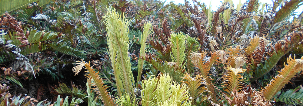 tall fern, Falkland Islands